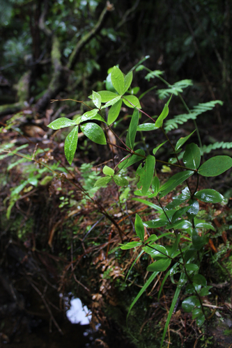 Pittosporum cornifolium observed 2026-10-15