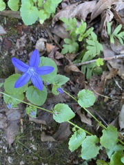 Campanula poscharskyana