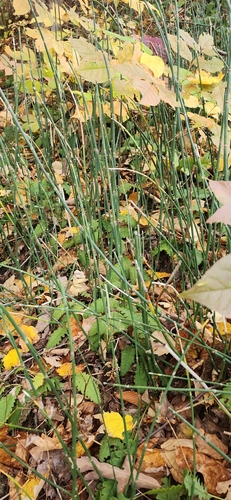 rough horsetail