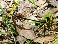 Phanogomphus lividus