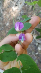 Lathyrus nevadensis
