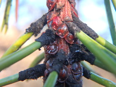 Toumeyella parvicornis