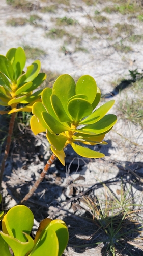 Scaevola plumieri observed 2026-10-15