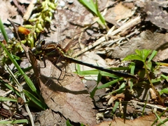 Phanogomphus lividus