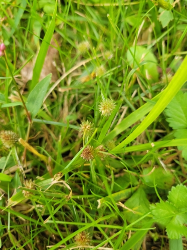 Cyperus brevifolius observed 2026-10-15