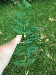 Ailanthus altissima