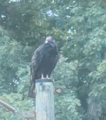 Turkey Vulture