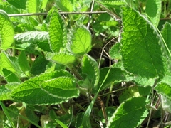 Stachys rigida quercetorum