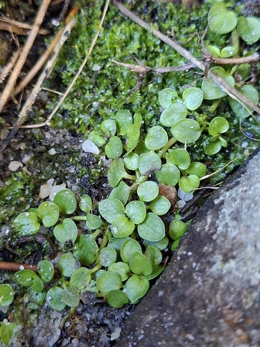 Nertera granadensis observed 2026-10-15