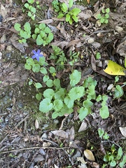 Campanula poscharskyana