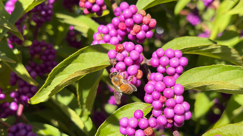 Western Honey Bee