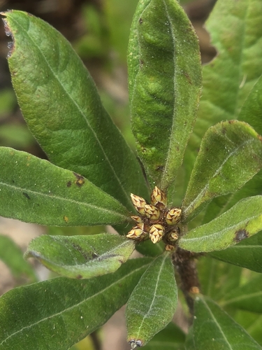 Rhododendron serrulatum, 2026-09-22
