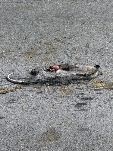 Virginia Opossum