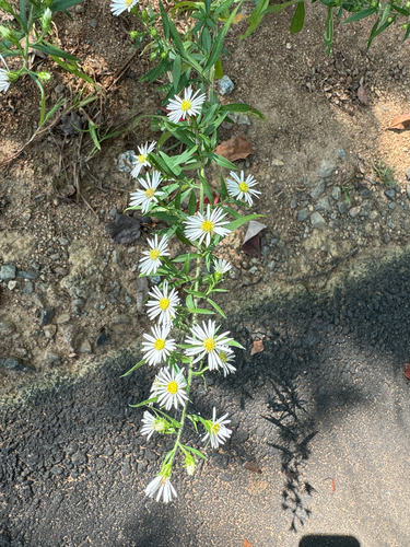 frost aster