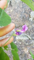 Lathyrus nevadensis