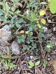 Acmispon parviflorus