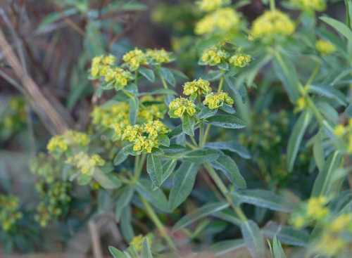 Euphorbia oblongata observed 2026-10-15