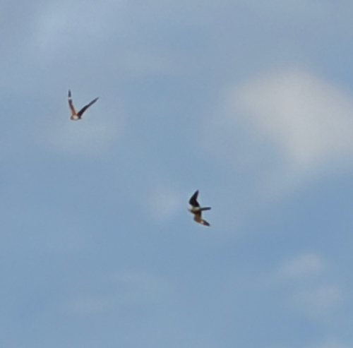 Common Nighthawk observed by chrisrene