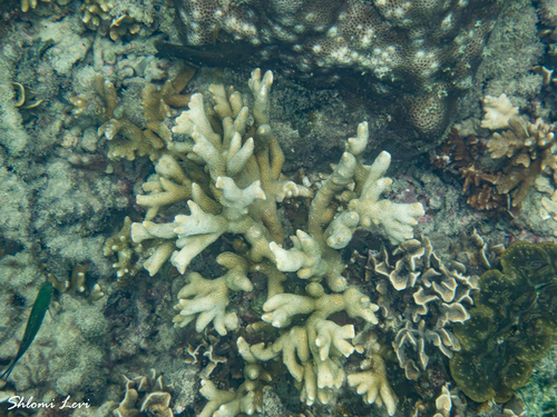 Montipora digitata observed 2026-09-07