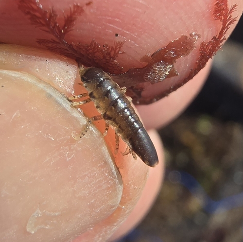 Synidotea harfordi