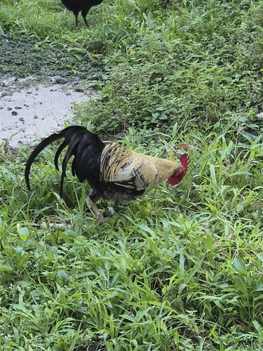 Red Junglefowl