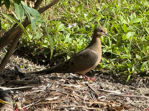 Mourning Dove