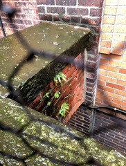 Asplenium platyneuron