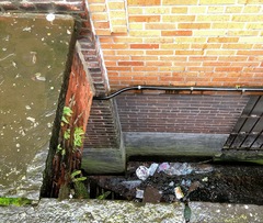 Asplenium platyneuron