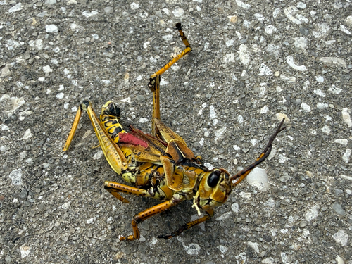 Eastern Lubber Grasshopper