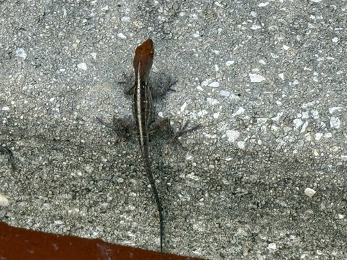 Brown Anole