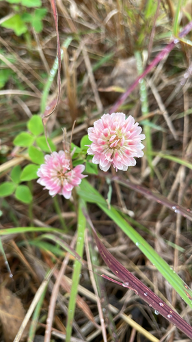 Alsike clover