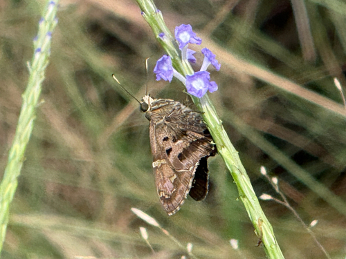 Long-tailed Skipper