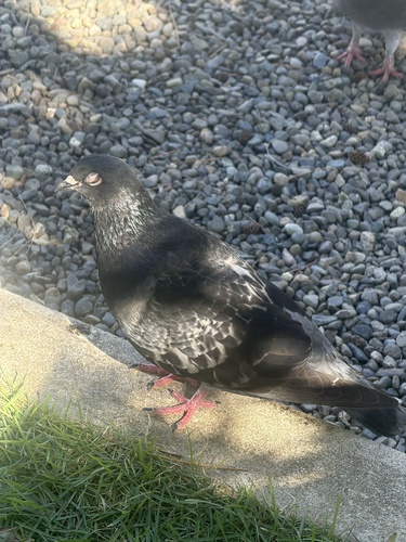 Rock Pigeon