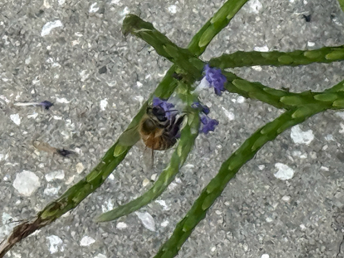Western Honey Bee