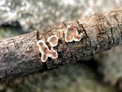 Peniophora albobadia