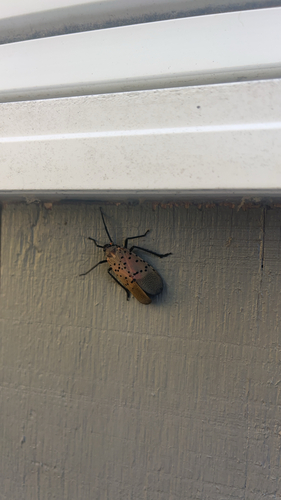 Spotted Lanternfly