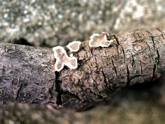 Peniophora albobadia