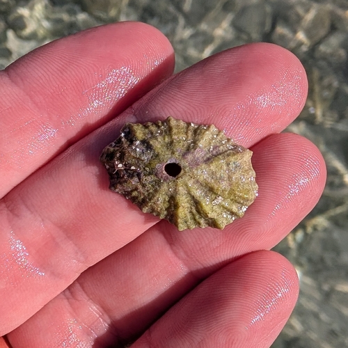 Fissurella barbadensis observed 2026-10-15