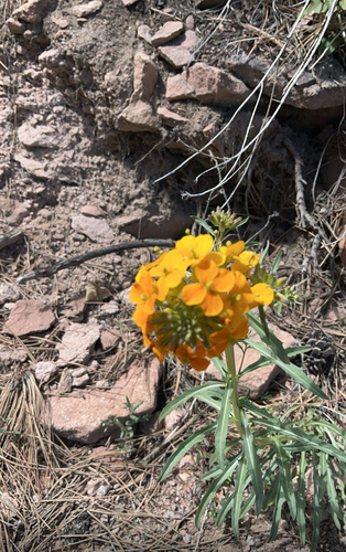 Erysimum capitatum, 2026-10-15