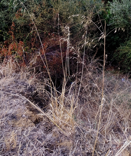 Smilo Grass
