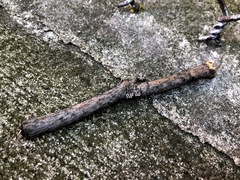 Peniophora albobadia