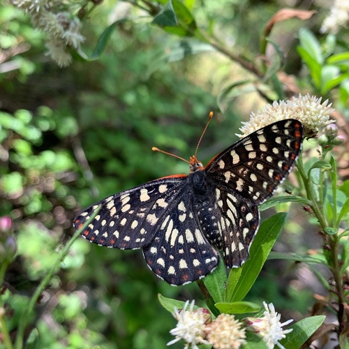 iNaturalist observation photo of Variable Checkerspot