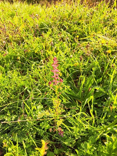Fumaria officinalis observed 2026-10-15
