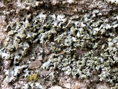 Physciella chloantha