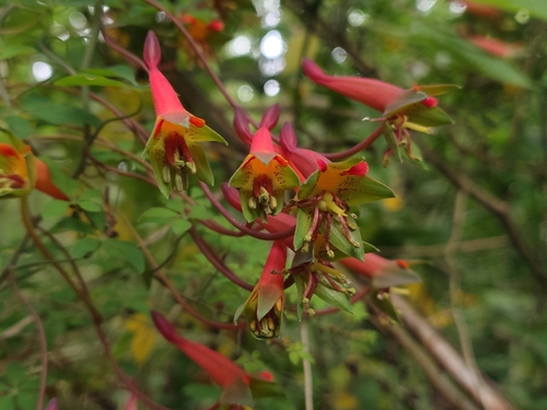 Tropaeolum pentaphyllum (Tropaeolum pentaphyllum)