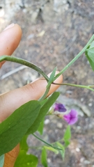 Lathyrus nevadensis