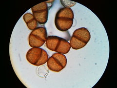 Puccinia orbicula