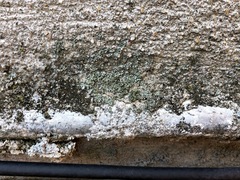 Physciella chloantha