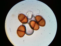 Puccinia orbicula