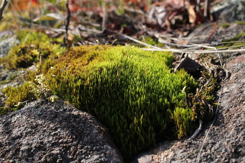 Orthodicranum flagellare observed 2026-10-15